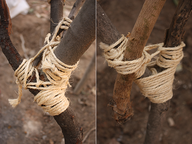 Tienda de Prada - Carolina Hernández Olmos